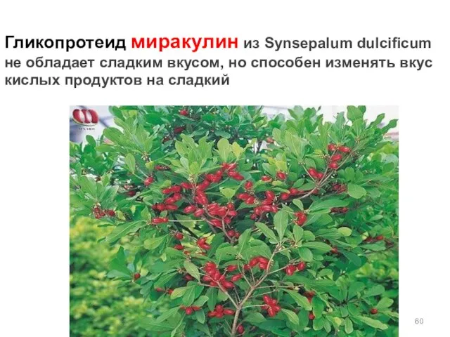 Гликопротеид миракулин из Synsepalum dulcificum не обладает сладким вкусом, но способен изменять