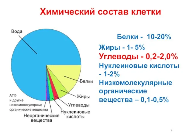 Химический состав клетки Жиры - 1- 5% Углеводы - 0,2-2,0% Нуклеиновые кислоты