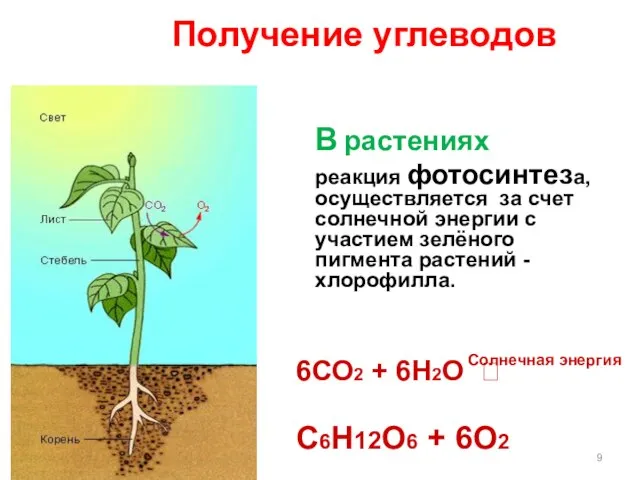 В растениях реакция фотосинтеза, осуществляется за счет солнечной энергии с участием зелёного