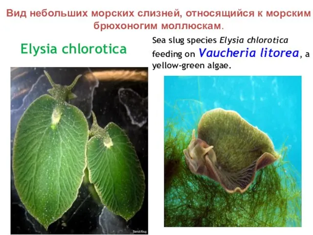 Elysia chlorotica Sea slug species Elysia chlorotica feeding on Vaucheria litorea, a