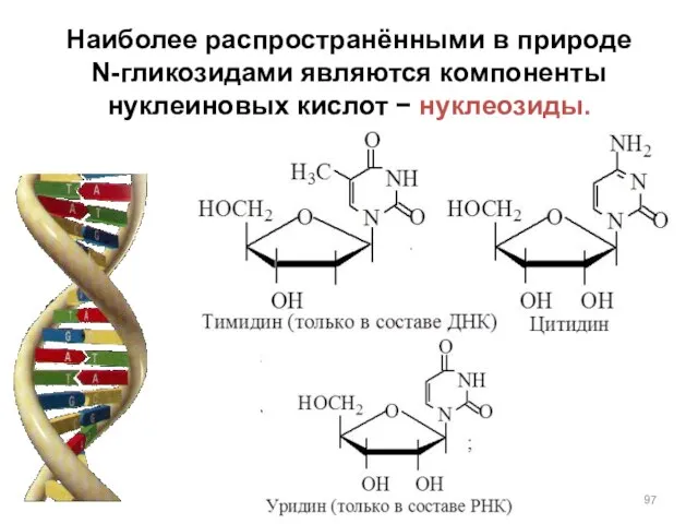 Наиболее распространёнными в природе N-гликозидами являются компоненты нуклеиновых кислот  нуклеозиды.