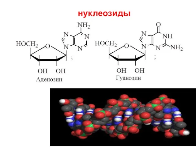 нуклеозиды