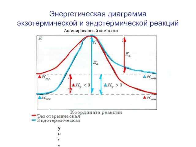 Энергетическая диаграмма экзотермической и эндотермической реакций Активированный комплекс