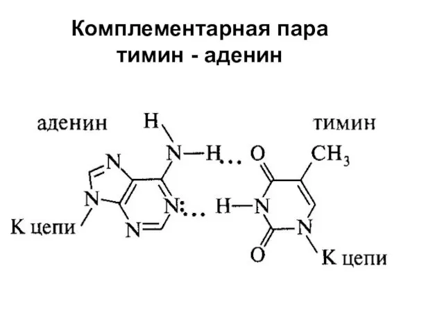 Комплементарная пара тимин - аденин