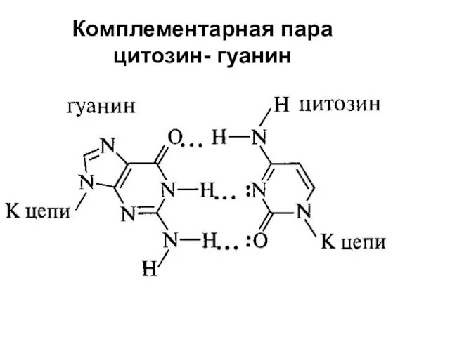 Комплементарная пара цитозин- гуанин