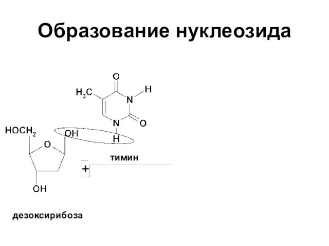 Образование нуклеозида