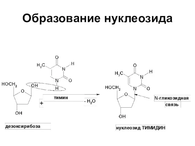 Образование нуклеозида