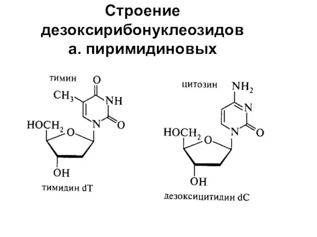 Строение дезоксирибонуклеозидов а. пиримидиновых