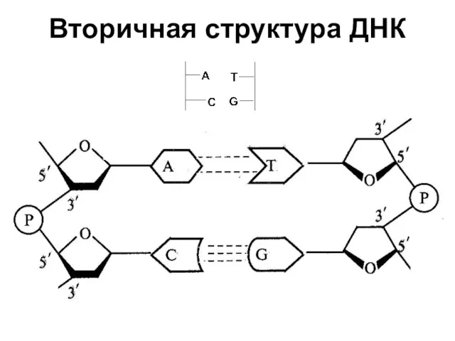 Вторичная структура ДНК