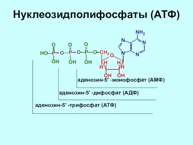 Нуклеозидполифосфаты (АТФ) аденозин-5′ -монофосфат (АМФ) аденозин-5′ -дифосфат (АДФ) аденозин-5′ -трифосфат (АТФ)