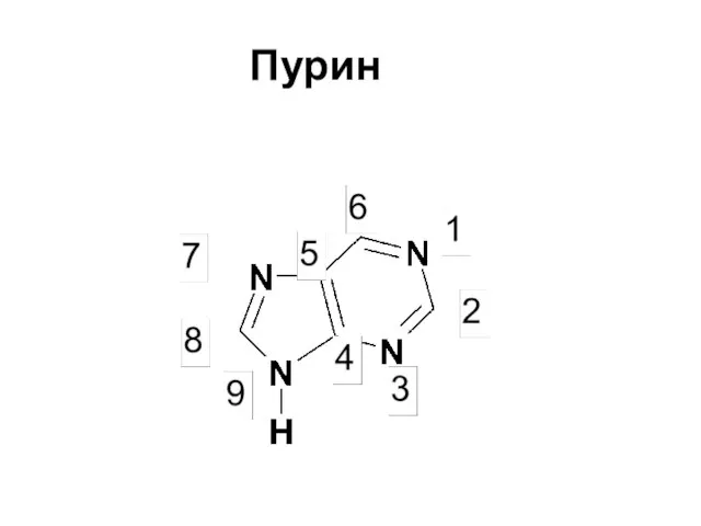 Пурин