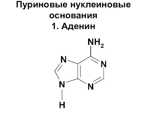 Пуриновые нуклеиновые основания 1. Аденин