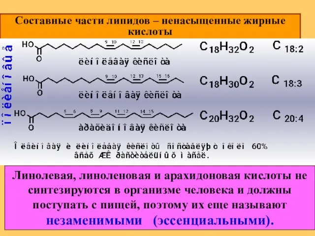 Составные части липидов – ненасыщенные жирные кислоты Линолевая, линоленовая и арахидоновая кислоты