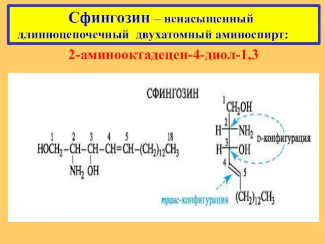 Сфингозин – ненасыщенный длинноцепочечный двухатомный аминоспирт: 2-аминооктадецен-4-диол-1,3