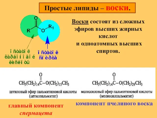 Простые липиды – воски. Воски состоят из сложных эфиров высших жирных кислот