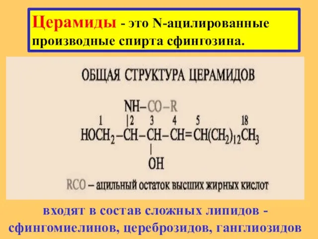 Церамиды - это N-ацилированные производные спирта сфингозина. входят в состав сложных липидов - сфингомиелинов, цереброзидов, ганглиозидов