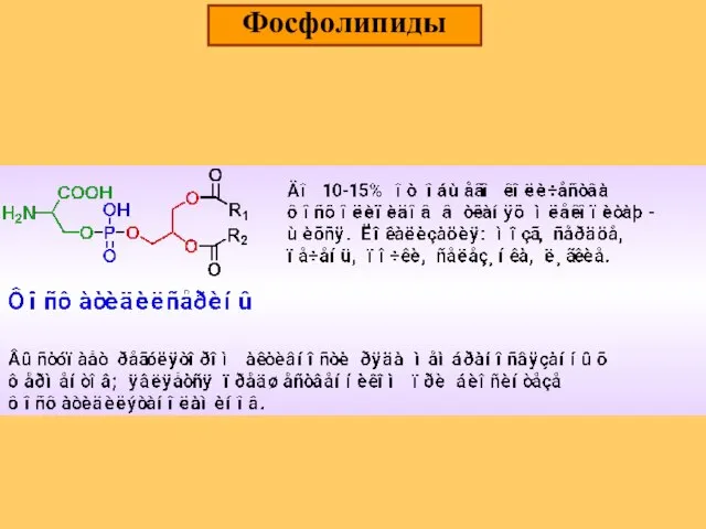 Фосфолипиды