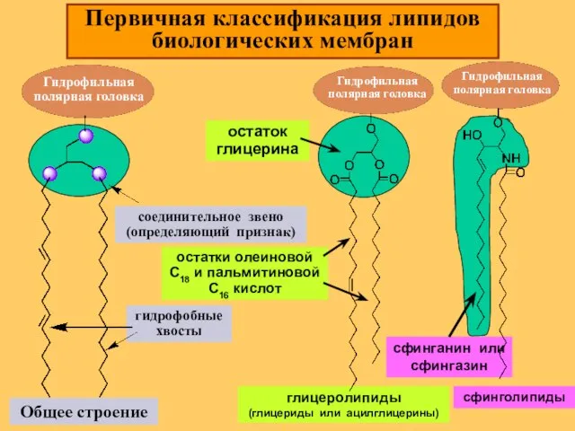 Общее строение Первичная классификация липидов биологических мембран глицеролипиды (глицериды или ацилглицерины) сфинголипиды