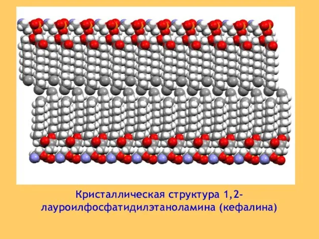 Кристаллическая структура 1,2-лауроилфосфатидилэтаноламина (кефалина)