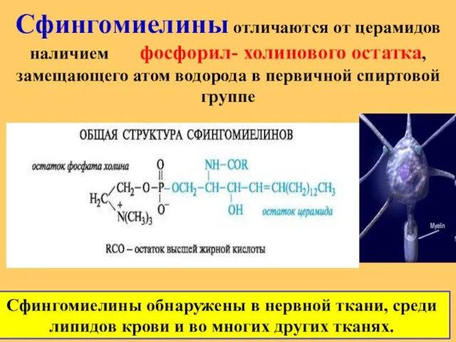 Сфингомиелины отличаются от церамидов наличием фосфорил- холинового остатка, замещающего атом водорода в