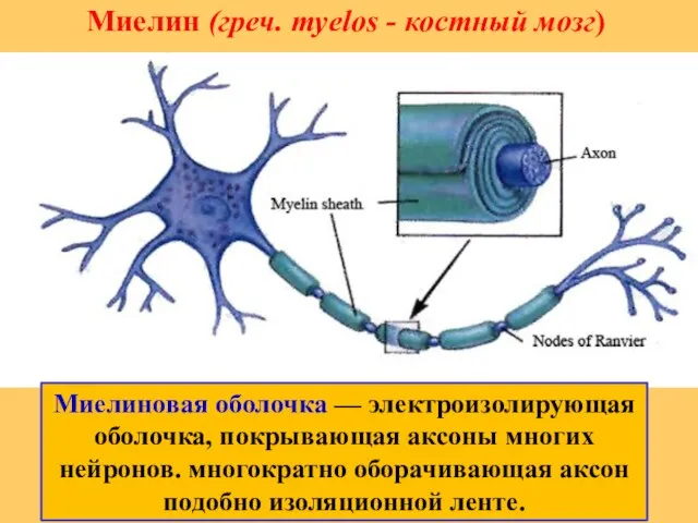 Миелин (греч. myelos - костный мозг) Миелиновая оболочка — электроизолирующая оболочка, покрывающая