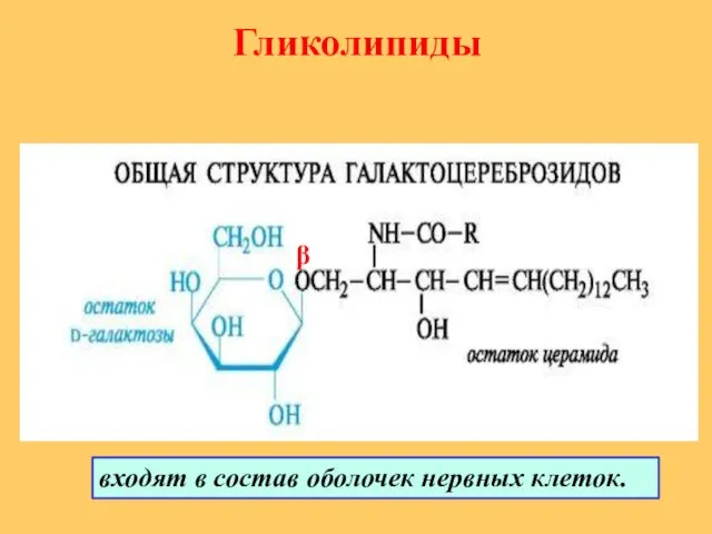 Гликолипиды β входят в состав оболочек нервных клеток.