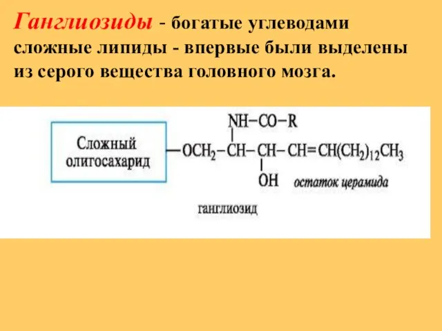 Ганглиозиды - богатые углеводами сложные липиды - впервые были выделены из серого вещества головного мозга.