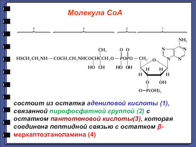 состоит из остатка адениловой кислоты (1), связанной пирофосфатной группой (2) с остатком