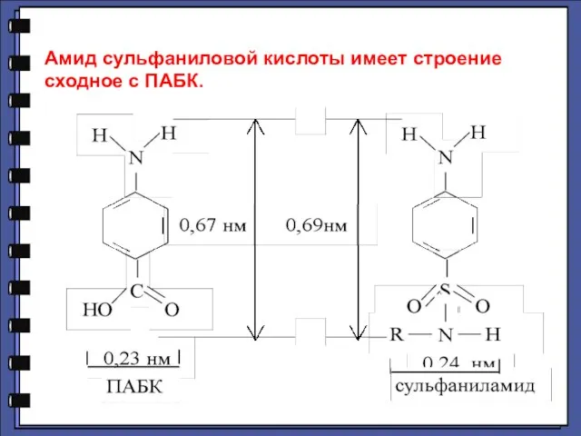 Амид сульфаниловой кислоты имеет строение сходное с ПАБК.