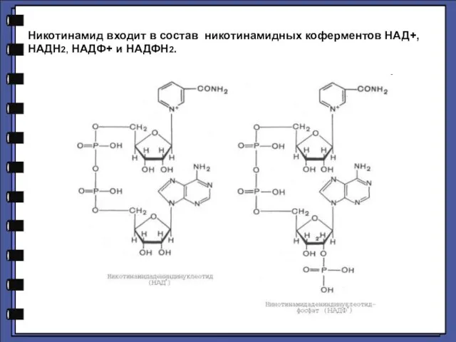 Никотинамид входит в состав никотинамидных коферментов НАД+, НАДН2, НАДФ+ и НАДФН2.
