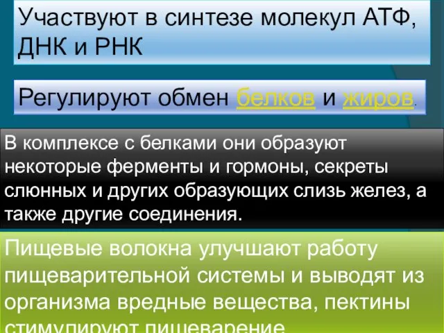 Участвуют в синтезе молекул АТФ, ДНК и РНК Регулируют обмен белков и