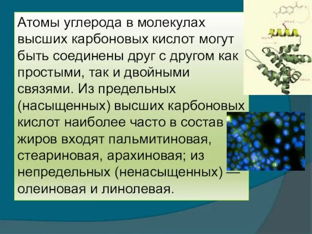 Атомы углерода в молекулах высших карбоновых кислот могут быть соединены друг с