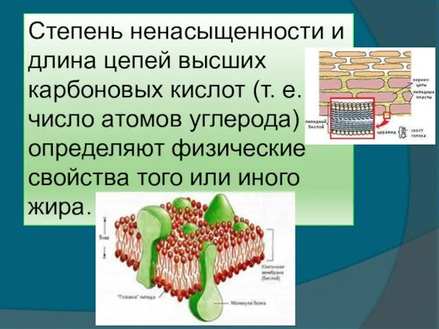 Степень ненасыщенности и длина цепей высших карбоновых кислот (т. е. число атомов