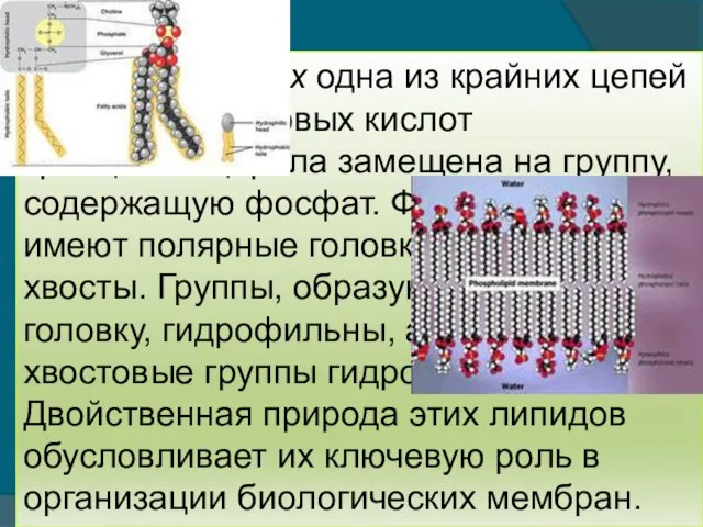 В фосфолипидах одна из крайних цепей высших карбоновых кислот триацилглицерола замещена на