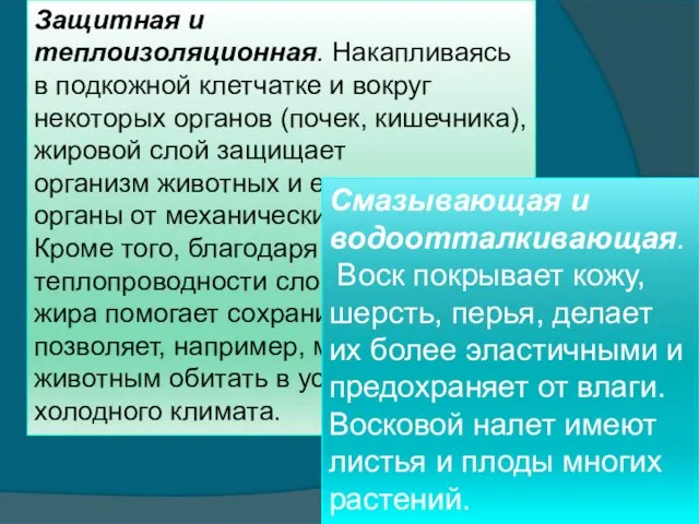 Защитная и теплоизоляционная. Накапливаясь в подкожной клетчатке и вокруг некоторых органов (почек,