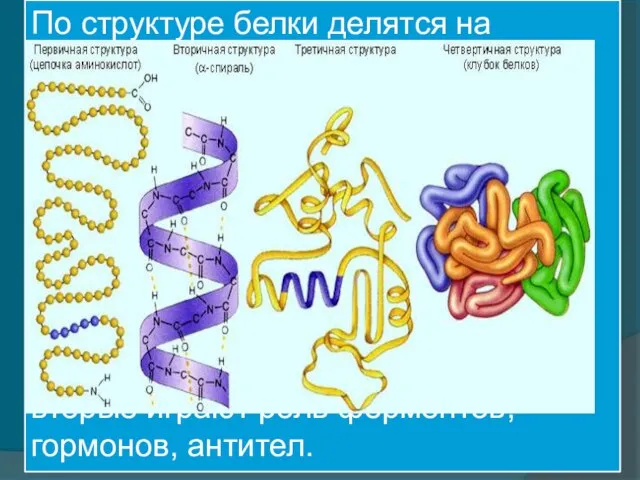 По структуре белки делятся на фибриллярные (третичная структура почти не выражена, нерастворимы,