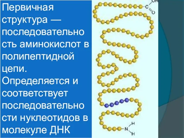 Первичная структура — последовательность аминокислот в полипептидной цепи. Определяется и соответствует последовательности нуклеотидов в молекуле ДНК