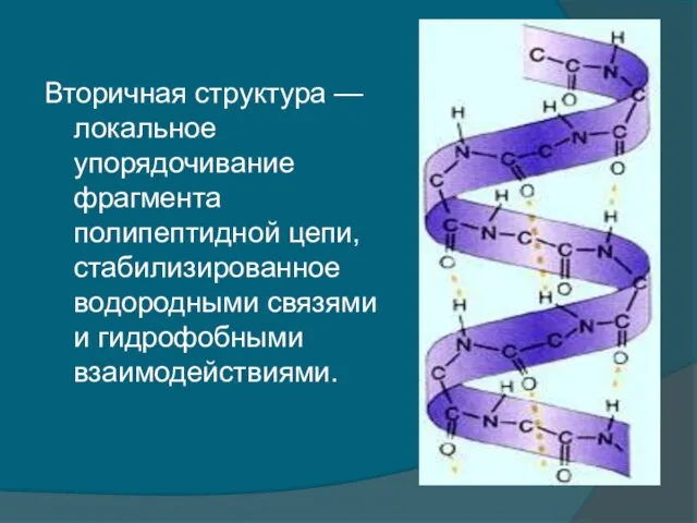 Вторичная структура — локальное упорядочивание фрагмента полипептидной цепи, стабилизированное водородными связями и гидрофобными взаимодействиями.