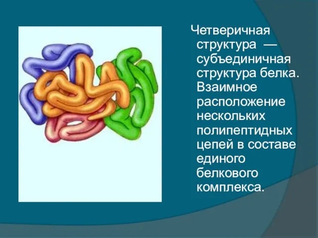 Четверичная структура — субъединичная структура белка. Взаимное расположение нескольких полипептидных цепей в составе единого белкового комплекса.