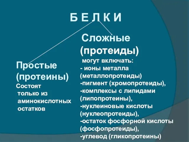 Б Е Л К И Простые (протеины) Состоят только из аминокислотных остатков