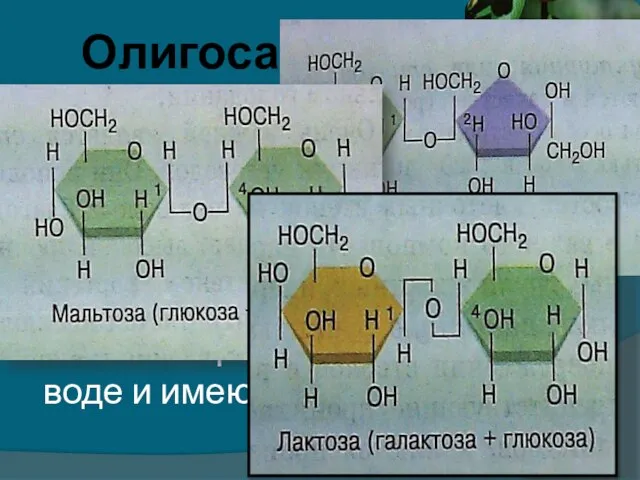 Олигосахариды Образованы двумя или несколькими моносахаридами, связанными ковалентво друг с другом с