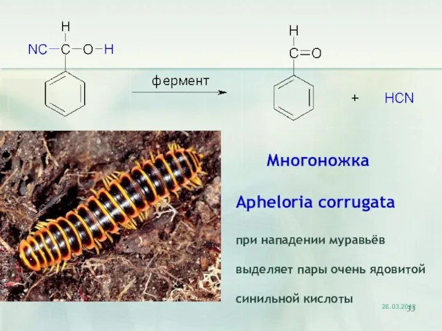 Многоножка Apheloria corrugata при нападении муравьёв выделяет пары очень ядовитой синильной кислоты