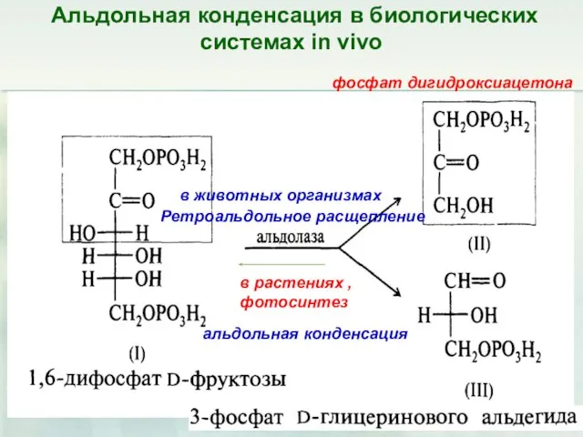 Альдольная конденсация в биологических системах in vivo фосфат дигидроксиацетона в растениях ,