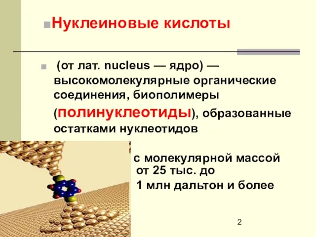 (от лат. nucleus — ядро) — высокомолекулярные органические соединения, биополимеры (полинуклеотиды), образованные