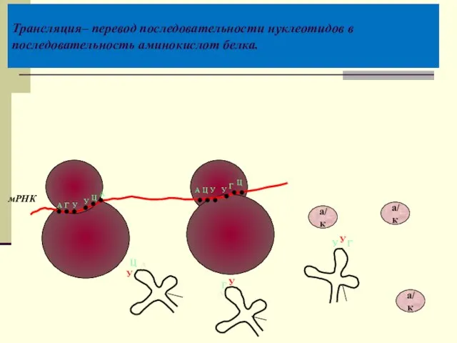 Трансляция– перевод последовательности нуклеотидов в последовательность аминокислот белка. мРНК А Г У