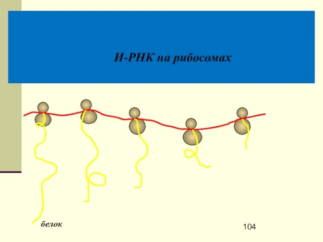 И-РНК на рибосомах белок