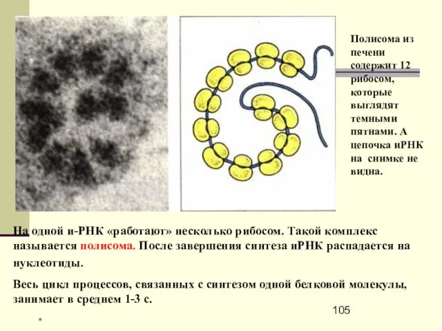 На одной и-РНК «работают» несколько рибосом. Такой комплекс называется полисома. После завершения