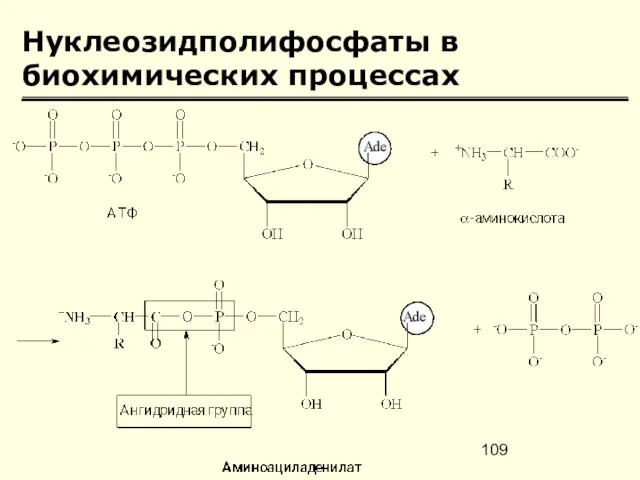 Нуклеозидполифосфаты в биохимических процессах