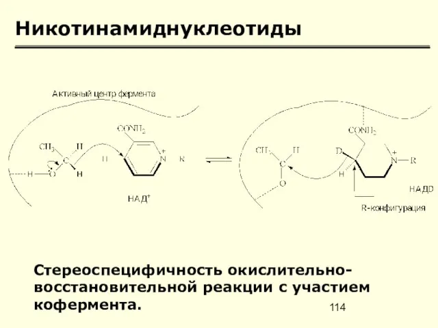 Никотинамиднуклеотиды Стереоспецифичность окислительно-восстановительной реакции с участием кофермента.