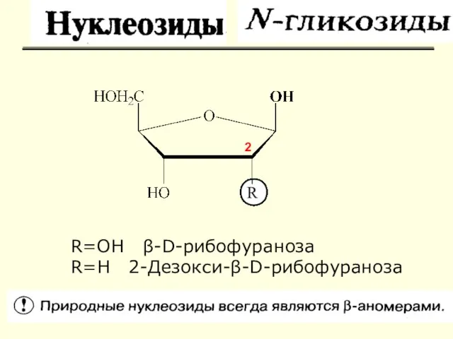 R=OH β-D-рибофураноза R=H 2-Дезокси-β-D-рибофураноза 2